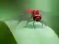 Dragon Fly Jigsaw — 無料オンラインゲーム