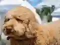 Labradoodle Jigsaw — 無料オンラインゲーム