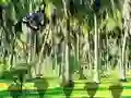 Rescue Tasmanian Tiger — 無料オンラインゲーム