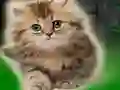 Couple Kitten Escape — 無料オンラインゲーム