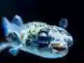 Puffer Fish Jigsaw — 無料オンラインゲーム