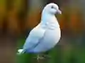 Realistic Pigeon Rescue — 無料オンラインゲーム