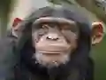 Chimpanzee Jigsaw — 無料オンラインゲーム