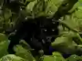 Escape from Black Panther Forest — 無料オンラインゲーム