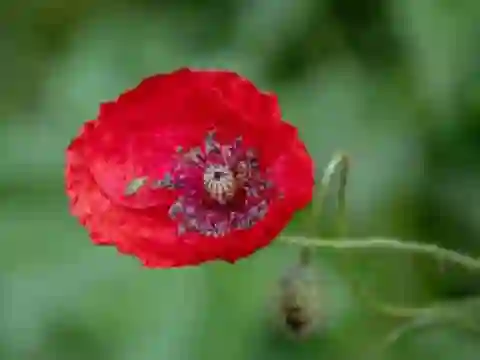 ゲームPoppy Nature Flower Jigsawオンライン