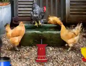 Poultry Farm Easter Escape — 無料オンラインゲーム