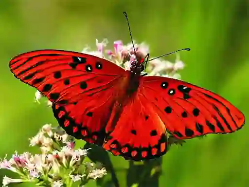 Nature Jigsaw Puzzle Butterfly — 無料オンラインゲーム