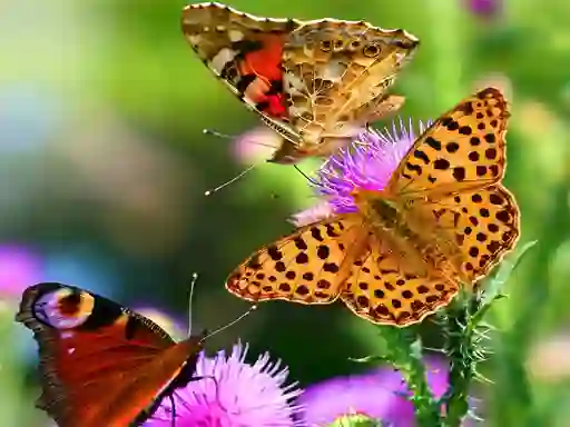 Butterfly Slide — 無料オンラインゲーム