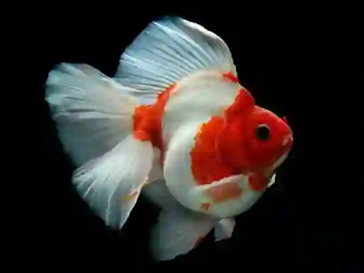 Gold Fish Jigsaw Puzzle — 無料オンラインゲーム