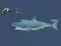 ゲームMad Sharkオンライン