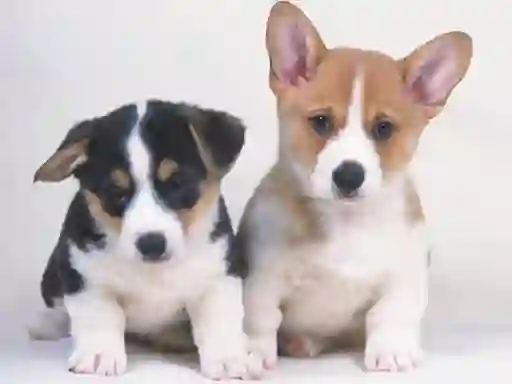 Cute Puppies Puzzle — 無料オンラインゲーム