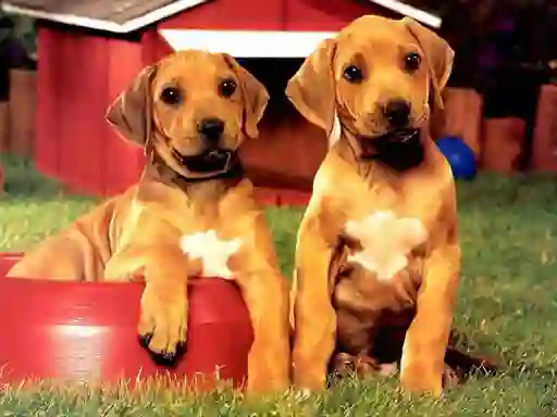 Puppy Pairs Puzzle — 無料オンラインゲーム