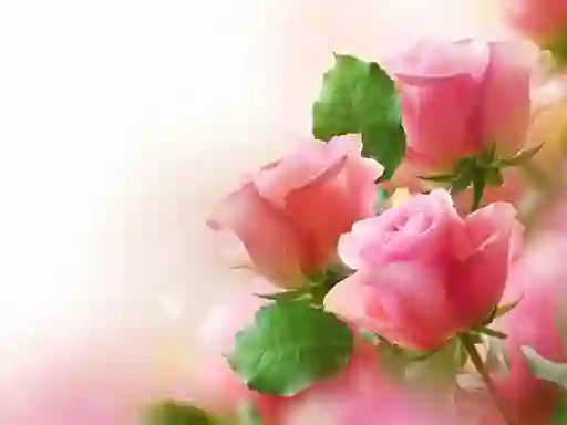 Pink Roses — 無料オンラインゲーム