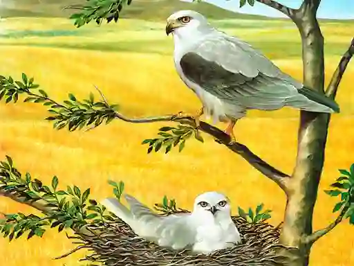 ゲームBirds Of Prey Puzzleオンライン