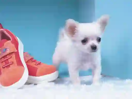 Lovely Puppy Puzzle — 無料オンラインゲーム
