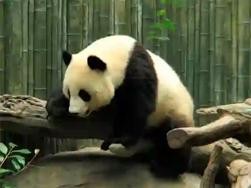 ゲームPandas Puzzleオンライン
