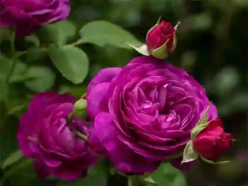 ゲームPurple Rosesオンライン