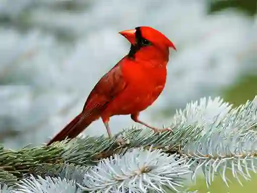 Birds Puzzle — 無料オンラインゲーム