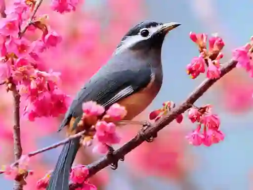 Lovable Birds — 無料オンラインゲーム