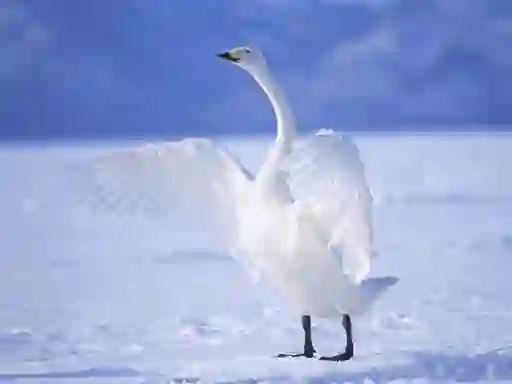 Graceful Swans — 無料オンラインゲーム