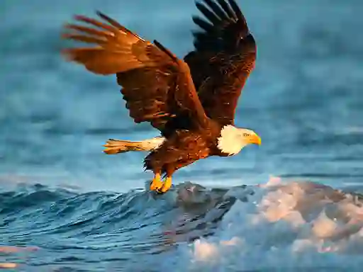 Animals Jigsaw Puzzle Eagle — 無料オンラインゲーム