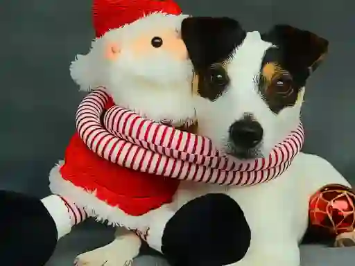 Funny Christmas Dogs — 無料オンラインゲーム