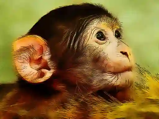 Funny Baby Monkey — 無料オンラインゲーム