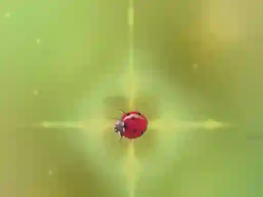 Pest Control — 無料オンラインゲーム