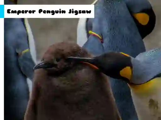 Emperor Penguin Jigsaw — 無料オンラインゲーム