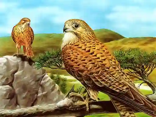 Birds of Prey Slide — 無料オンラインゲーム