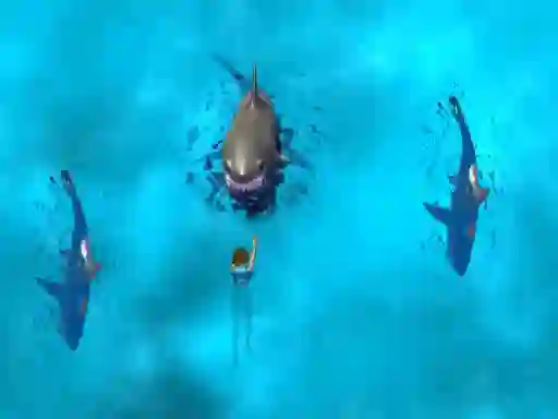 Avoid the Sharks — 無料オンラインゲーム