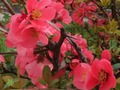 ゲーム春の花: 隠されたオブジェクトオンライン