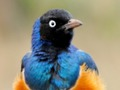 ゲーム動物パズル: 野生動物と論理オンライン