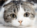ゲーム猫のパズルタイムオンライン