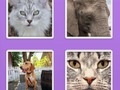 ゲーム画像スライダー動物オンライン