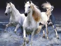 ゲーム馬オンライン