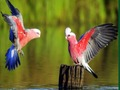 ゲーム鳥のパズルオンライン