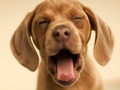 ゲーム面白い犬オンライン