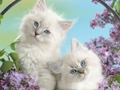 ゲーム面白い猫オンライン