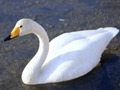ゲーム優雅な白鳥オンライン