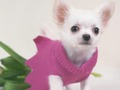 ゲームかわいい子犬のパズルオンライン