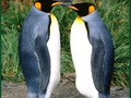 ゲームペンギンパズルオンライン