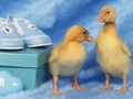ゲーム愛らしい小さな生き物パズルオンライン