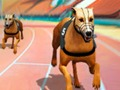 ゲームクレイジードッグレースフィーバーオンライン