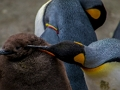 ゲーム皇帝ペンギンジグソー オンライン
