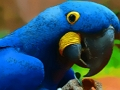 ゲームオウムの鳥のパズル オンライン