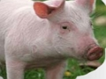 ゲームスクラッチして動物を当てるオンライン