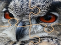ゲーム野生のフクロウのジグソーパズル オンライン