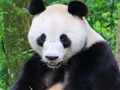 ゲーム動物のパズル オンライン