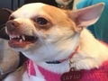 ゲームあなたはどんなミーム犬ですか？ オンライン
